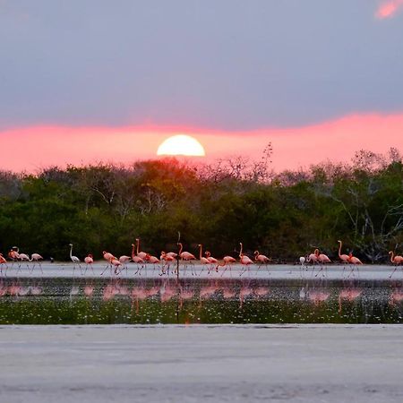 Playa 55 Beach Escape - Adults Only Guesthouse Celestun Exteriör bild